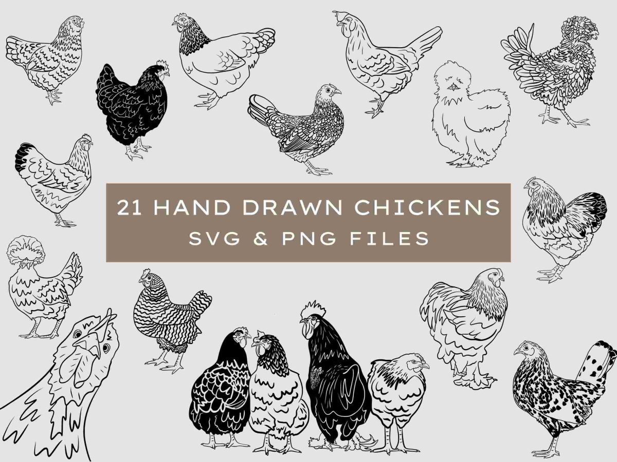 Chicken SVG | Farmhouse Svg | Hand drawn chicken | Chicken breeds | Chicken Clipart | Cut File | Chicken coop sign